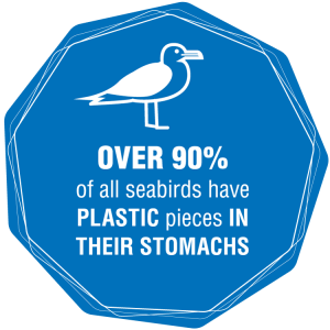 Over 90% of all seabirds have plastic pieces in their stomachs