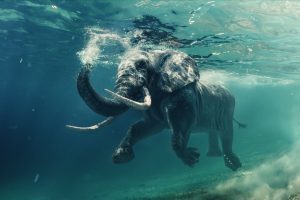 Elephant swimming underwater