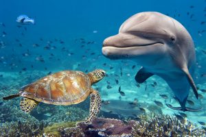 Dolphin and sea turtle