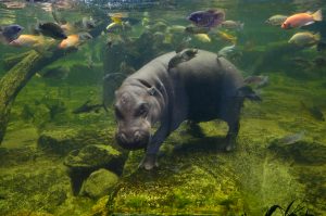 Hippo underwater with fish