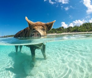 Pig standing in water on a sandy beach.