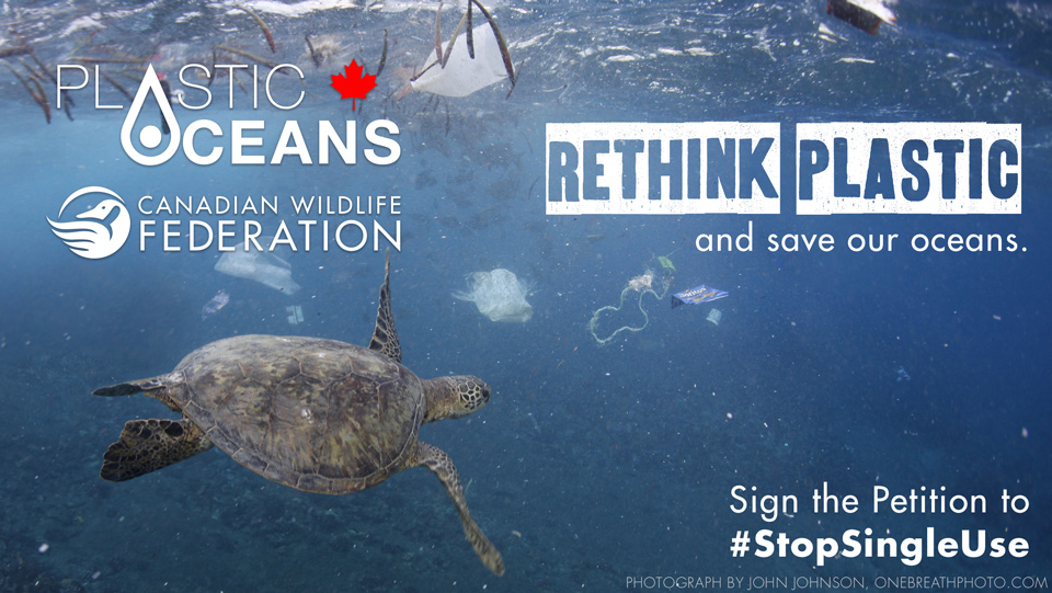 Plastic Oceans Foundation joins forces with the Canadian Wildlife Federation