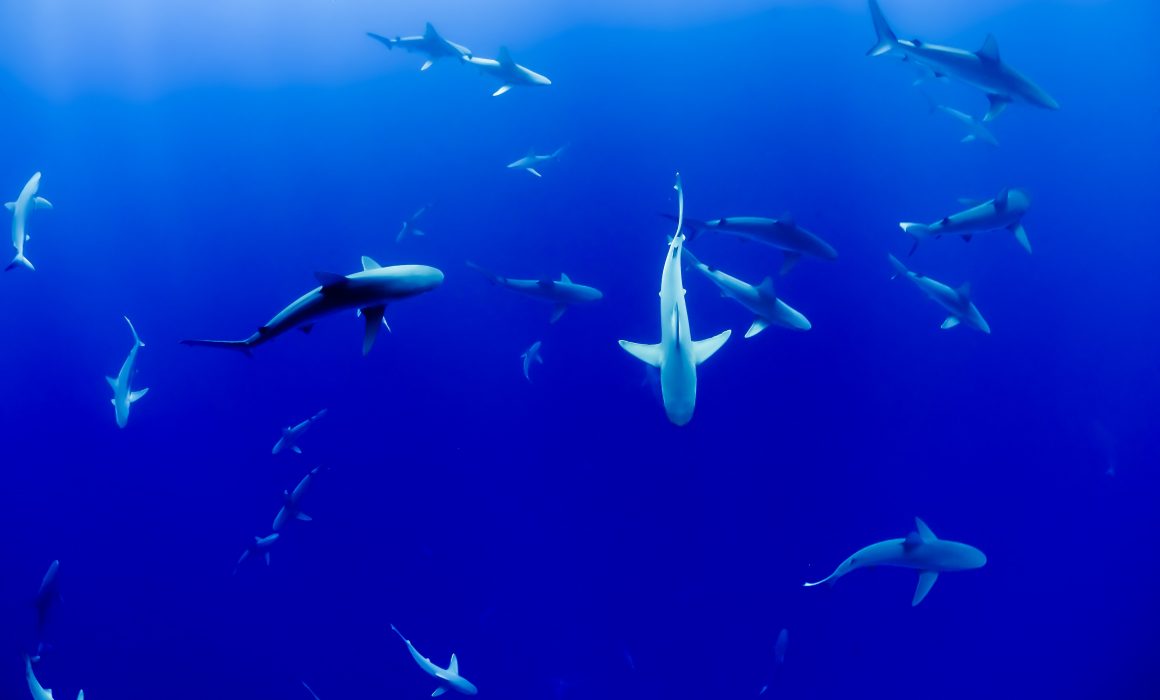 Sharks in the Ocean. Photo by Jakob Owens