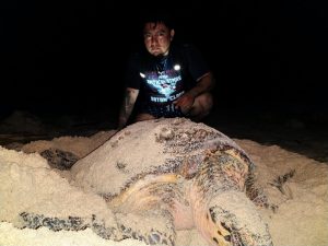 Luis Antonio Góngora Dominguez and nesting Hawksbill Sea Turtle