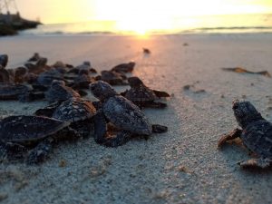 Hawksbill Sea Turtle hatchlings