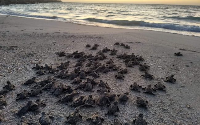 Hawksbill sea turtle babies racing for the Gulf of Mexico