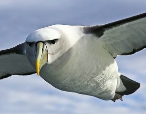 Albatross in plain flight