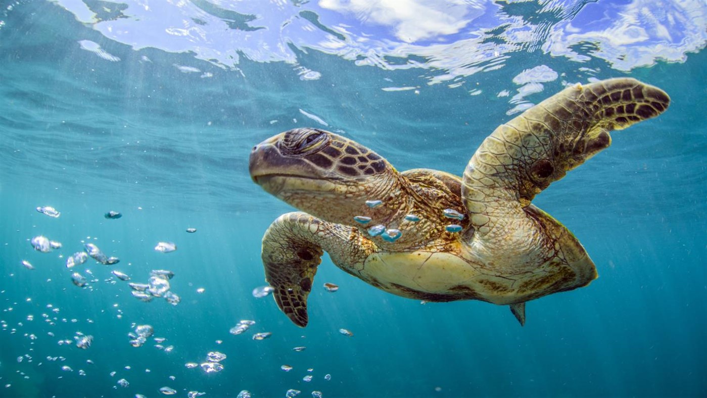 A Turtle in the Ocean