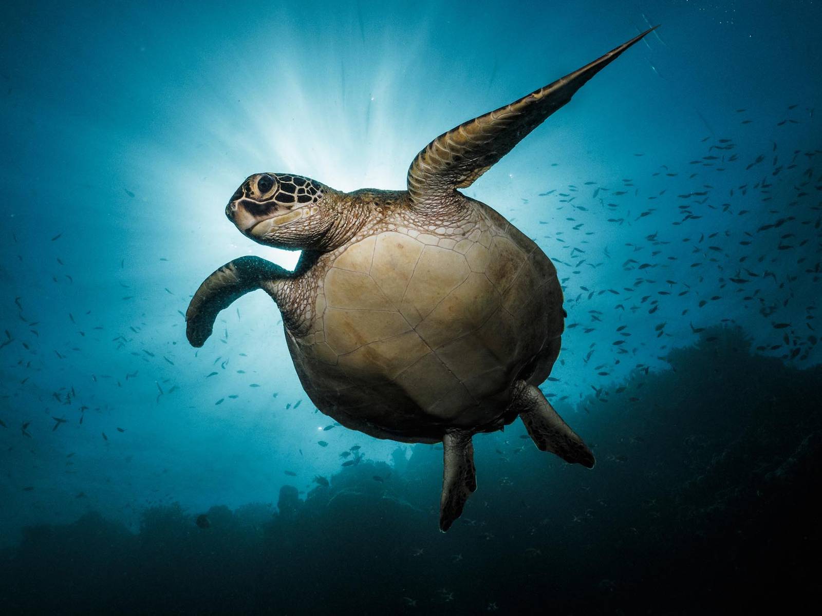 Sea Turtles as indicators of ocean health | PlasticOceans.org