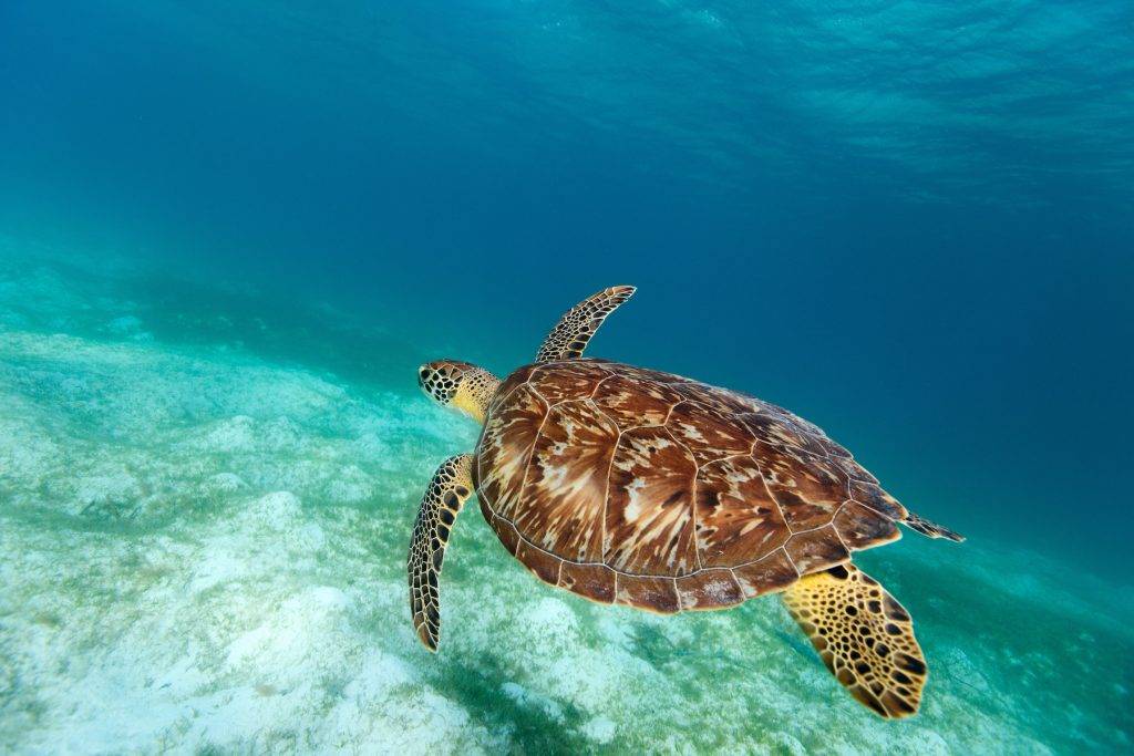 Saving the Hawksbill Sea Turtle | PlasticOceans.org