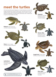 The seven sea turtles of the oceans