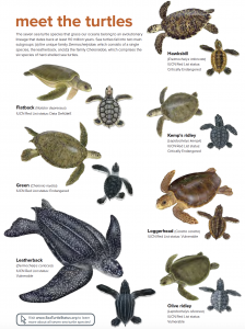 The seven sea turtles of the oceans