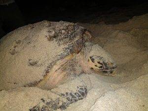Blindy the one-eyed Hawksbill sea turtle