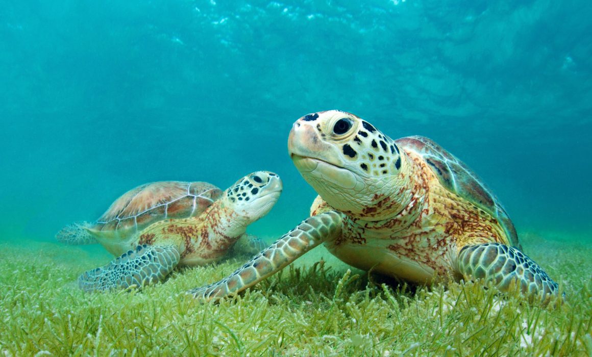 Sea Turtles grazing