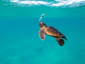 A juvenile sea turtle