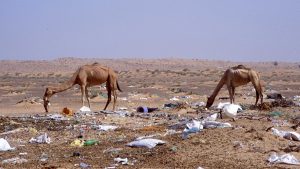 Camels in plastic pollution in Dubai