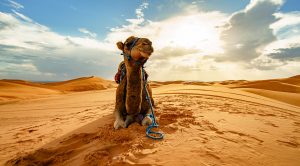 Camel in Morocco
