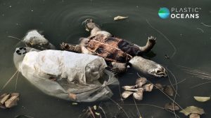 Dead turtle in plastic pollution
