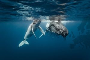 Whales and Plastic Oceans Europe