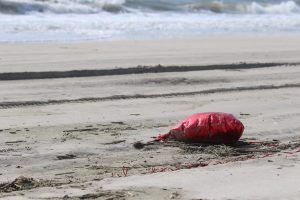 Valentine's Day: A deflated mylar balloon on the beach surf line on the Assateague OSV (over sand vehicle beach) in Assateague Island, Maryland April 18, 2019. (Ann Richardson)]