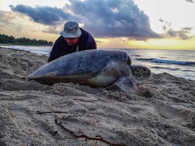 Turtle Nesting Season Begins Again In Southern Mexico