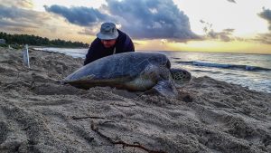turtle conservation within BlueCommunities y Riviera Maya