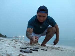 Luis Gongora counts Hawksbill sea turtle hatchlings
