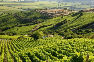 Montes Wines vineyard