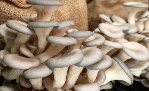 Mushrooms from coffee waste