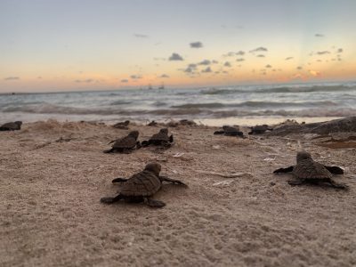 Experiencia De Primera Mano en Conservación de Tortugas De Una Ambientalista Aficionada