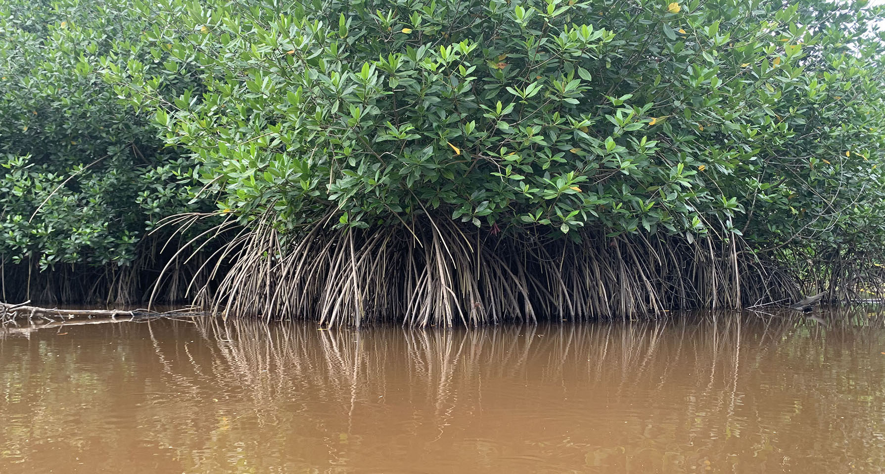 Los manglares de Ventanilla, México