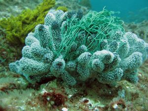 Coral with plastic fishing net off the coast of Ecuador.