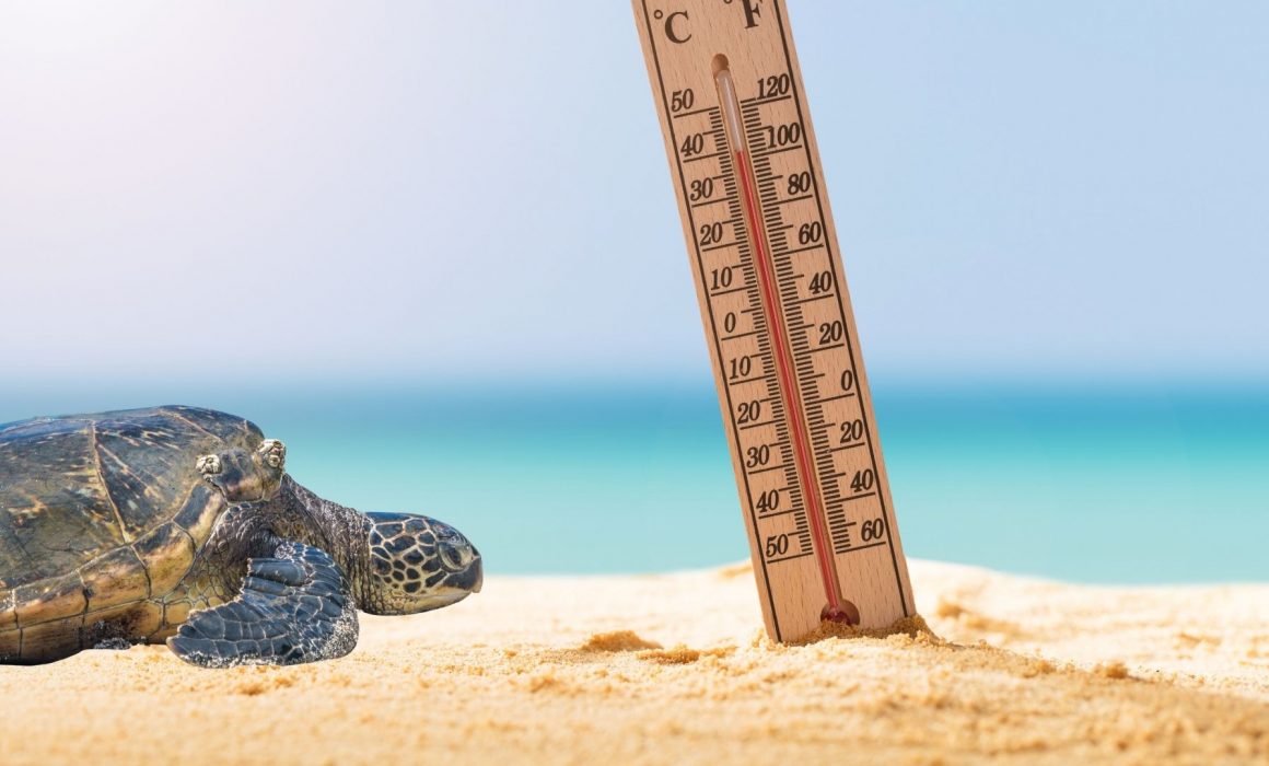 Thermometer in sand with turtle