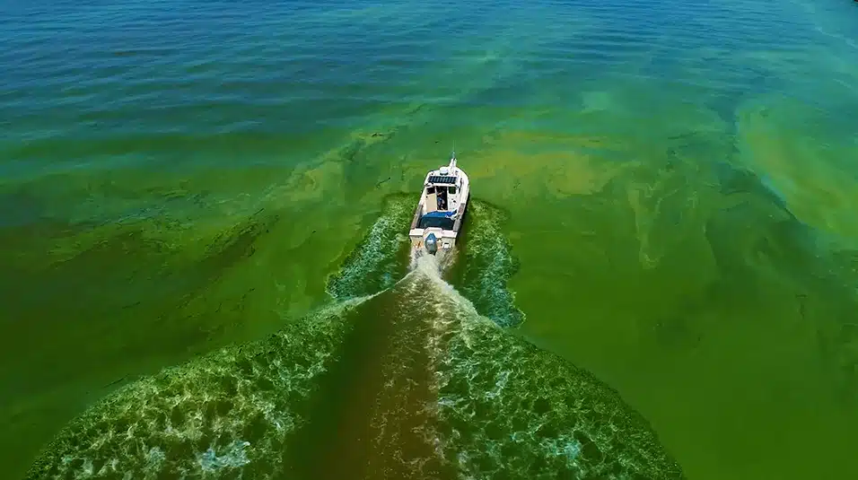 Algae bloom in Lake Erie