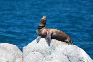 Sea lions are native species to the Baja California peninsula.