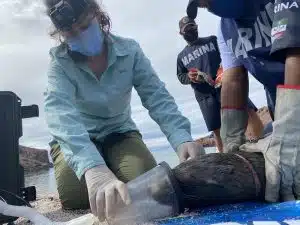 The team removing a fishing line from a sea lion's neck.