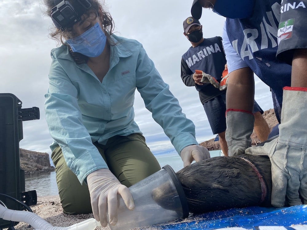 The team removing a fishing line from a sea lion's neck.