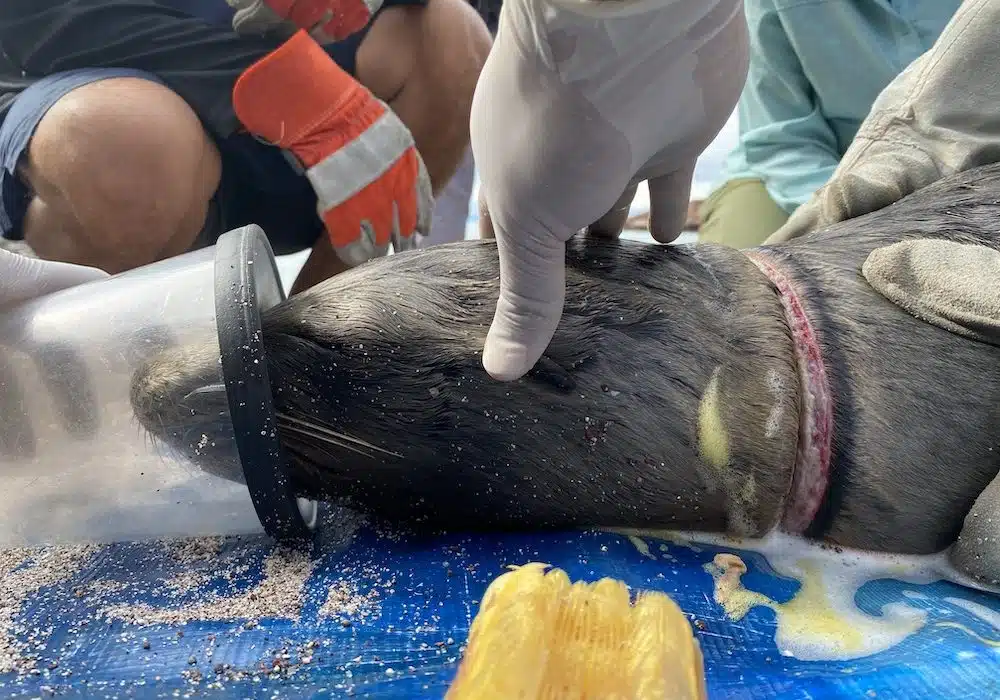 A sleeping sea lion is put on a respirator while experts remove the fishing line from its neck.