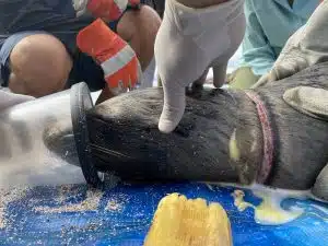 A sleeping sea lion is put on a respirator while experts remove the fishing line from its neck.