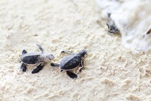 sea turtles (tortugas marinas)