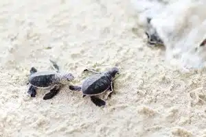 sea turtles (tortugas marinas)
