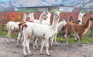 alpacas of Montes Wines