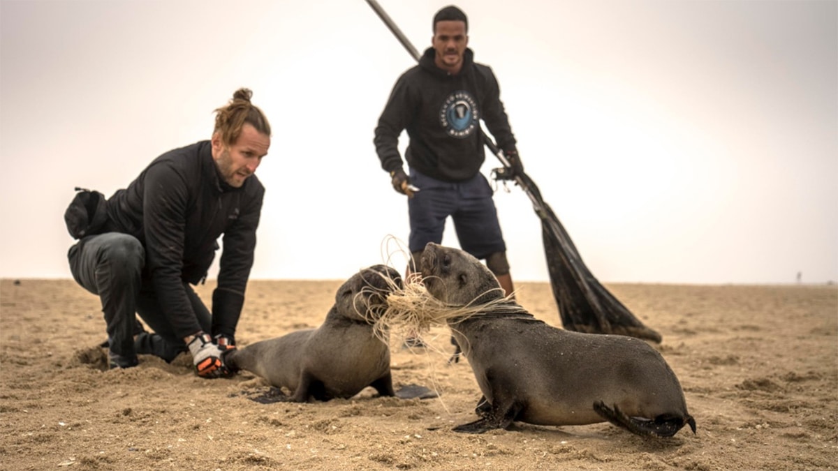 cutting the line photo of seals and people helping them