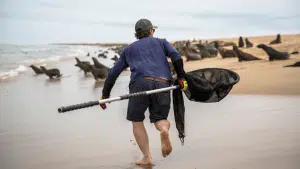 Cutting the Line - Seal Rescue Hunt