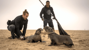 Ocean Conservation Namibia during a seal rescue