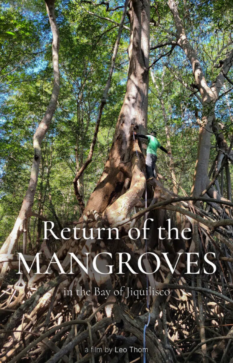 Return of the Mangroves